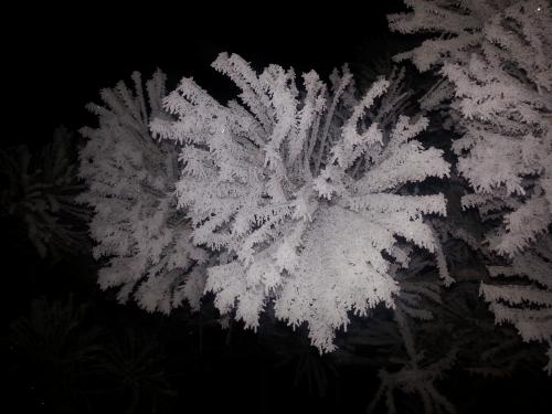 Hoar Frost-854