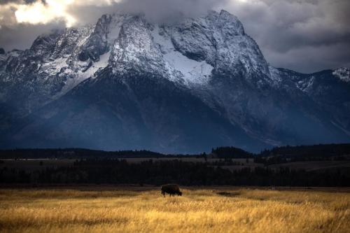 One bison and one HUGE mountain