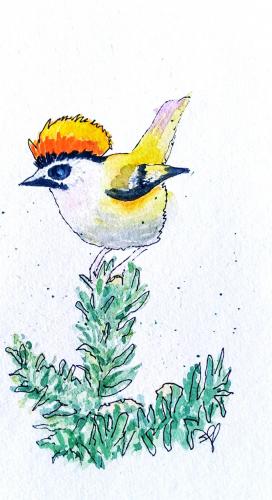 Taiwan Firecrest