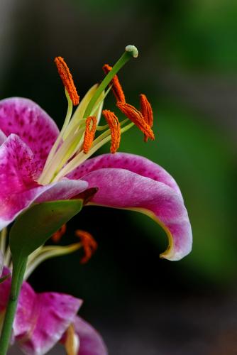 Orange Stamens R