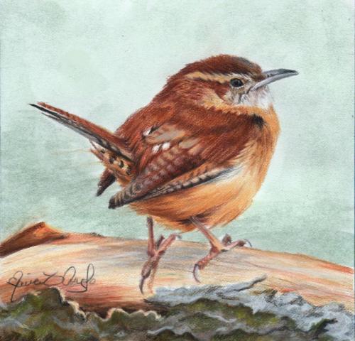 carolina wren