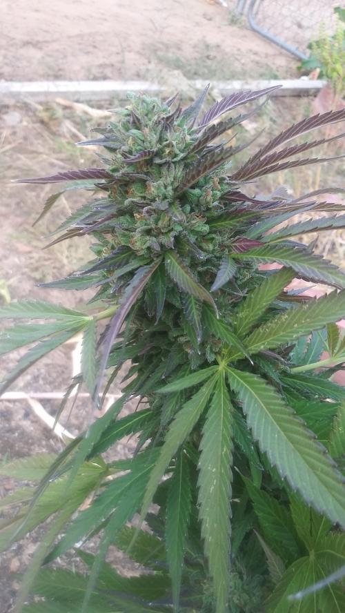 14:31:29 GMT-0800 (PST)