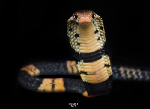 124460048_3290345507743969_3181556869313698731_o