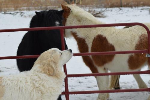 Frost horse