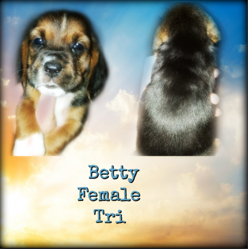 55822275-1273807606107151-7854894782315757568-n