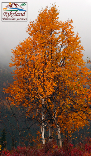 Tree in Mist