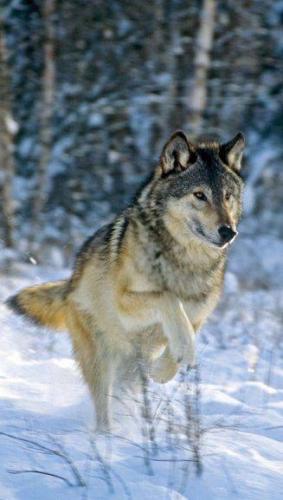 12961545_10204445430015977_6319376823457356928_n