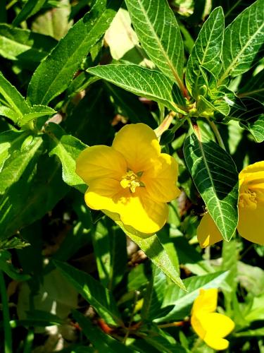 15:42:50 GMT-0800 (PST)