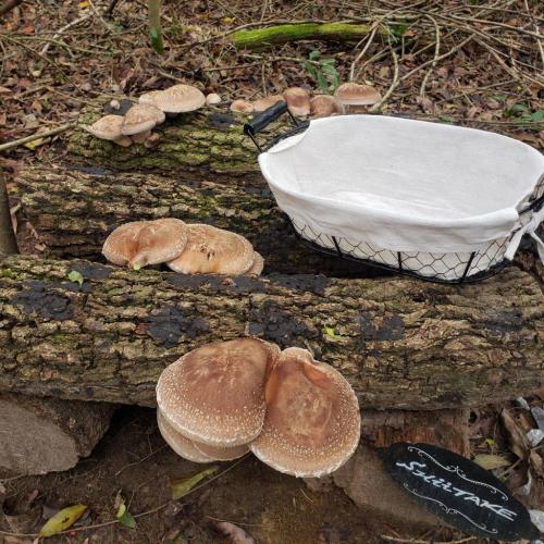 22:49:22 GMT-0600 (CST)