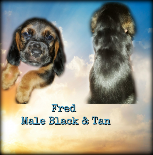 55897289-1273805582774020-9201654032211378176-n-1