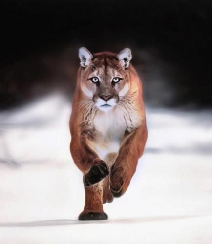 tumblr_74639d3181ccbd5b5ee72cefc35d29d4_a293fcfd_540