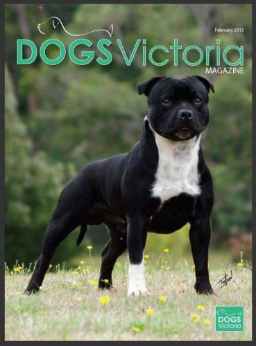 #StaffordshireBullTerrier