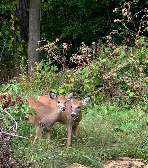 07:02:19 GMT-0500 (EST).image