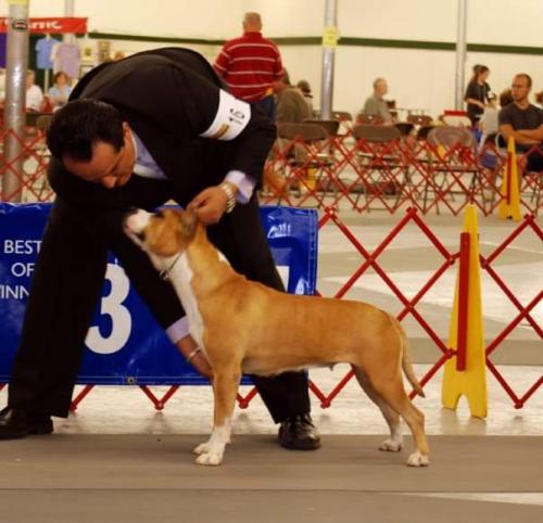 #AmericanStaffordshireTerrier