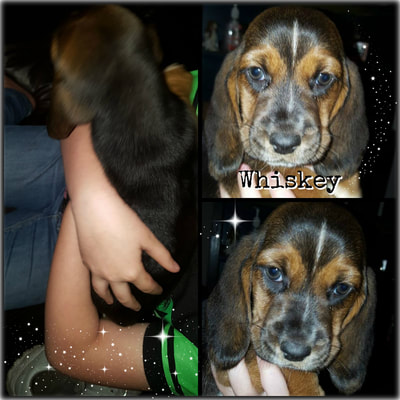 whiskey-7-wks