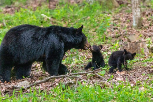 15575812566801922002793