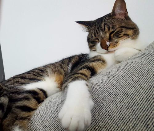 35026257_10156408843536550_783324566465282048_o