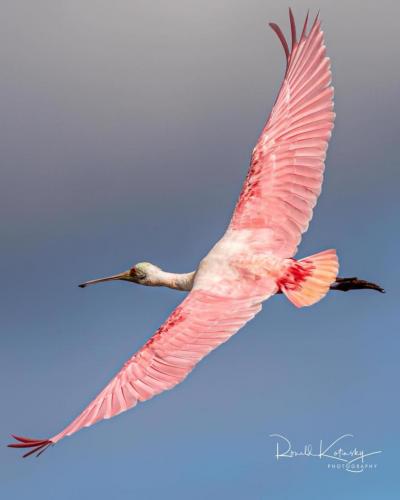 124751684_1019678048531490_1063338655645138739_o