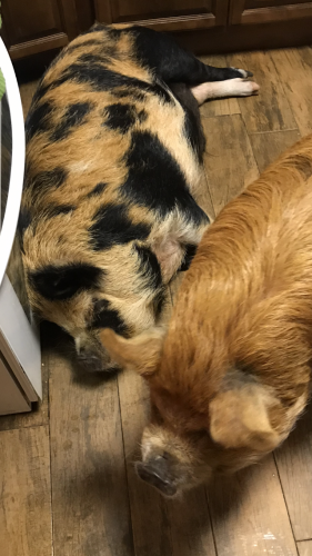 17:07:44 GMT-0600 (CST).image