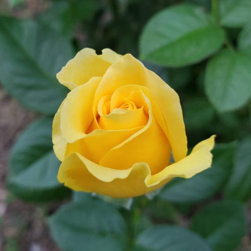 20:35:24 GMT-0600 (CST)