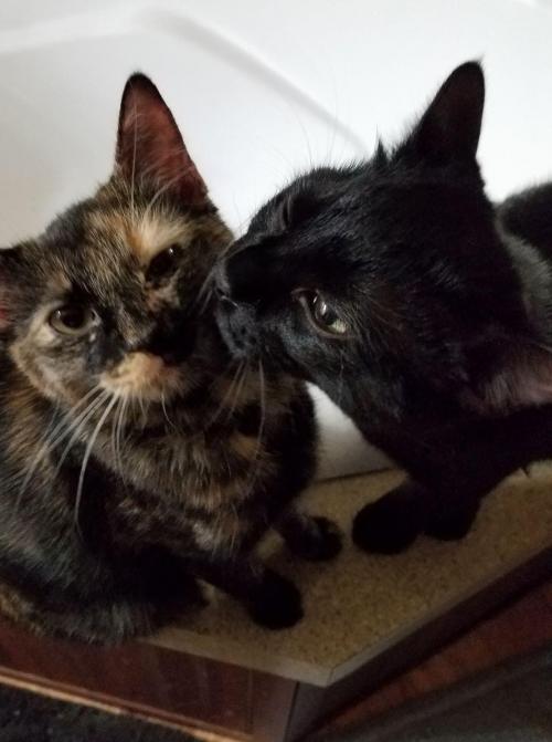 18:08:20 GMT-0600 (CST).image