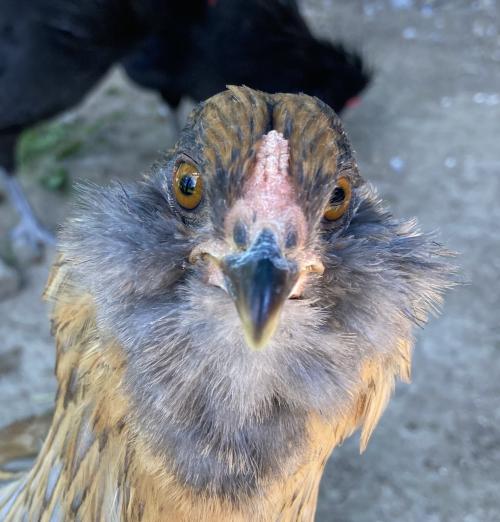 14:17:32 GMT-0600 (CST).image