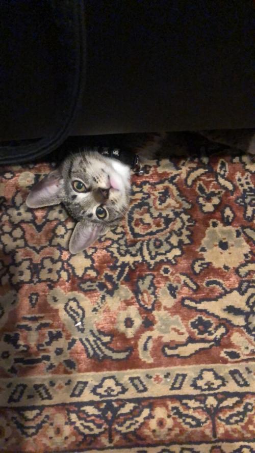 21:26:57 GMT-0800 (PST).image