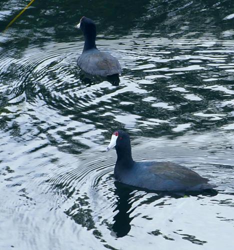 Coots