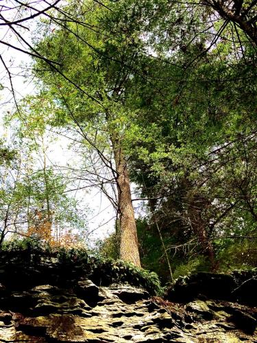 12:37:21 GMT-0500 (EST).image