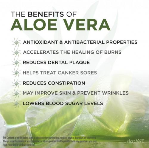 ALOE VERA BENEFITS