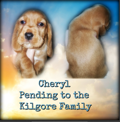 56232085-1273804766107435-2788351162938556416-n