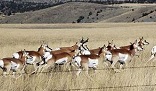 antelope