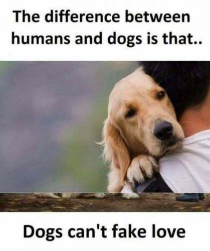 Dog Fake Love