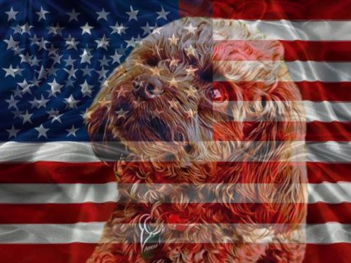 inbound8199074489058528542