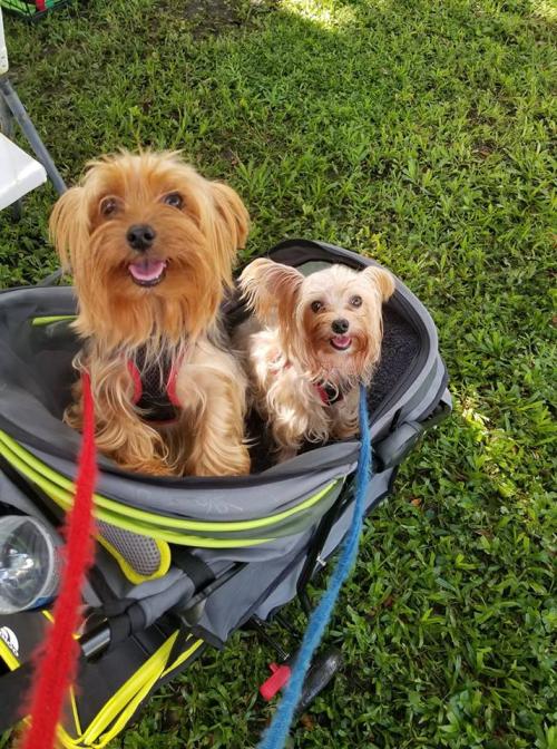 43328130_10215975062483606_6111084746710712320_n