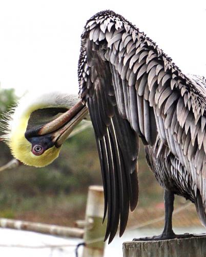 Brown Pelican- Port O?Connor, TX