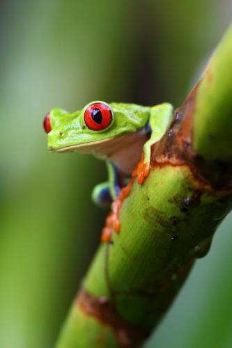 tumblr_n33t09inA21qifqv6o1_540