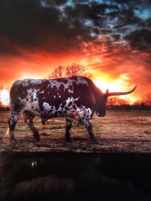 07:31:27 GMT-0600 (CST).image