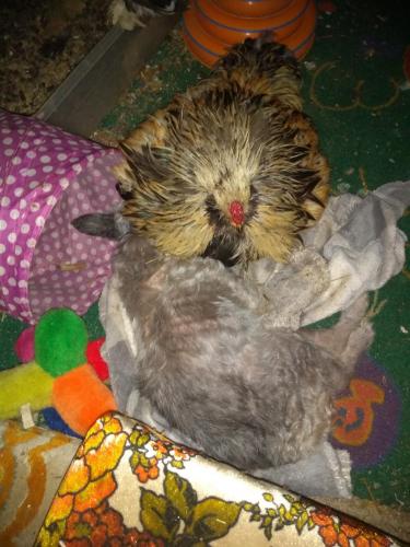 18:13:28 GMT-0600 (CST)