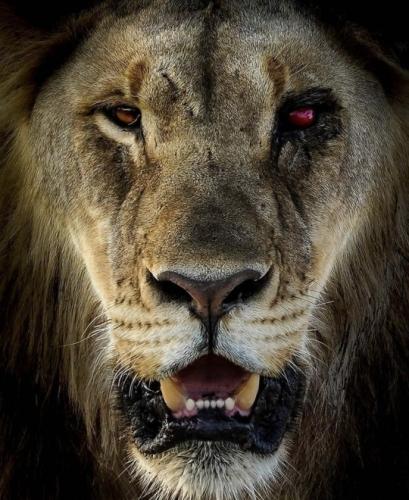 tumblr_dc15e8fe7115afe036dc31fac4883433_5381c9ba_540