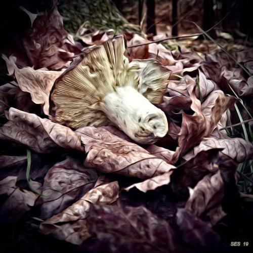 Fallen Mushroom  1