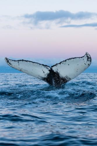 124648593_10214474034484821_775224648094843788_n