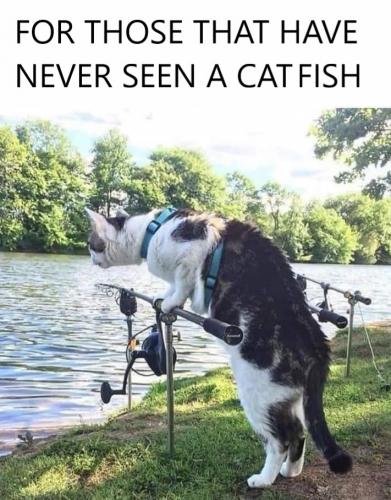 Cat Fish Catfish