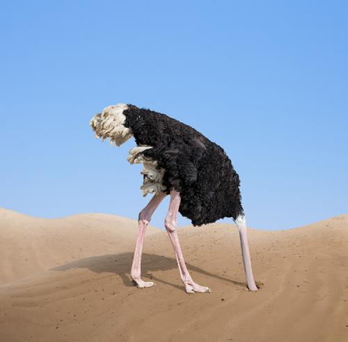 ostrich-head-in-sand