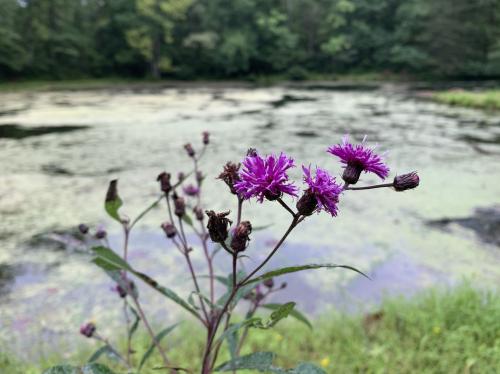 08:21:32 GMT-0500 (EST).image