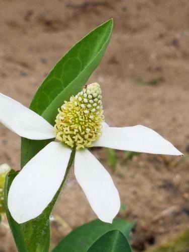 15:33:45 GMT-0800 (PST)