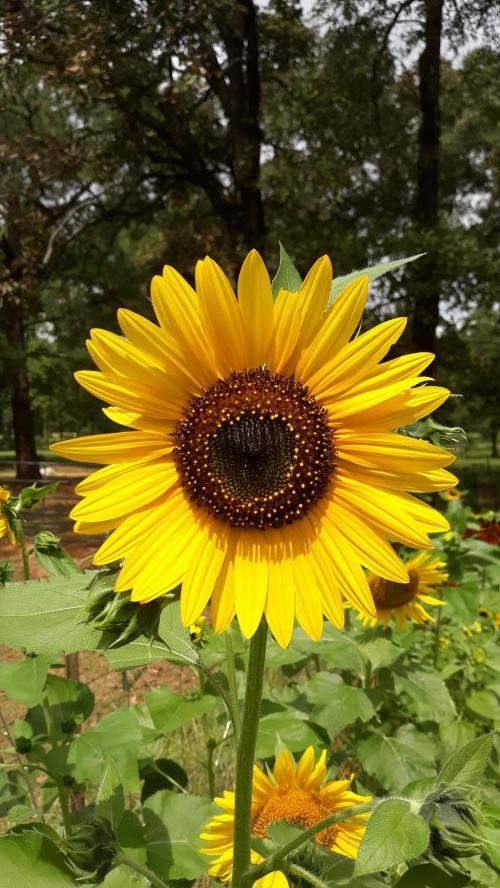 Yellow Sunflower 1