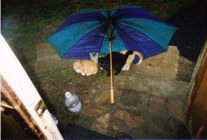 188205_1003919139721_310_n