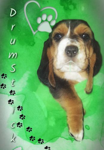 drumstick-5-wks-orig