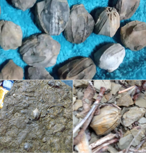 12:38:33 GMT-0600 (CST)